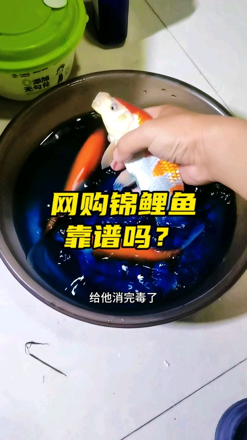 开箱292.9买三条锦鲤鱼,大家觉得靠谱吗?