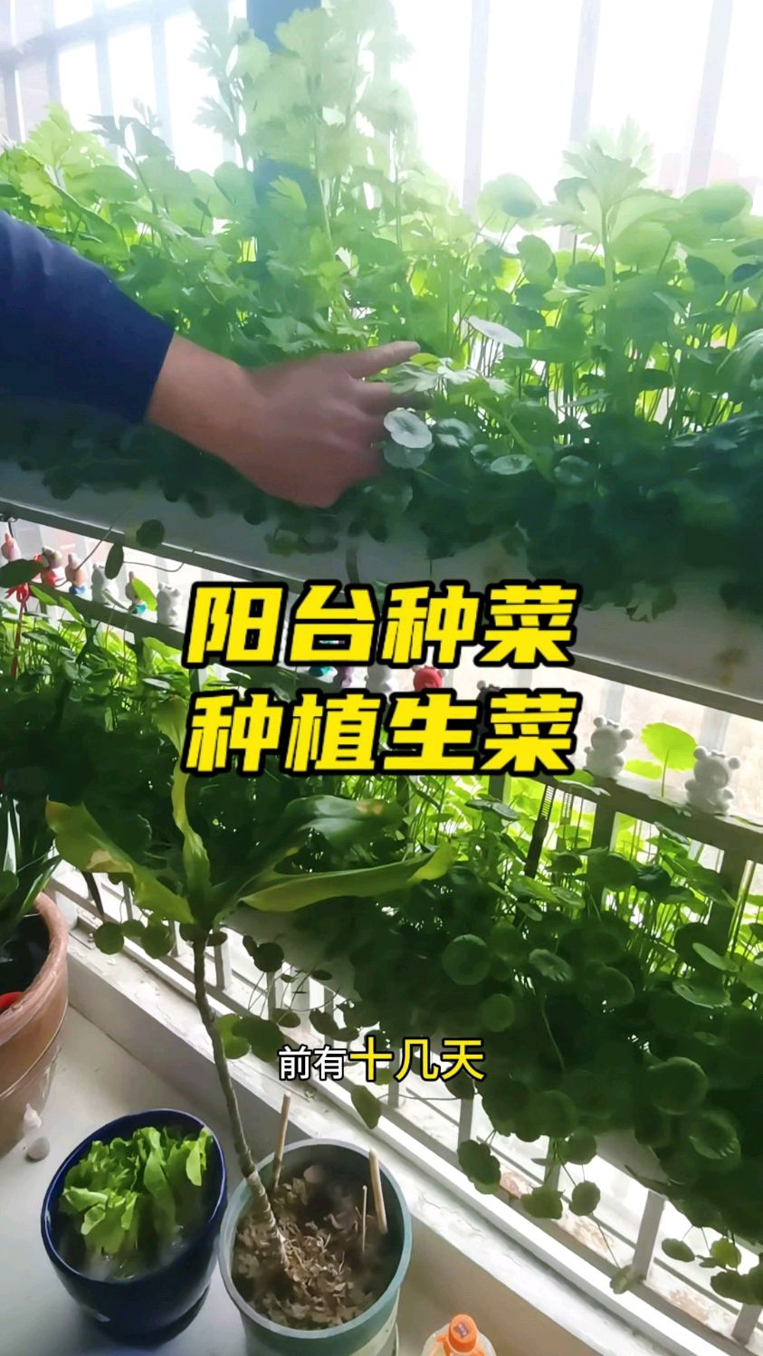阳台鱼菜共生系统种菜之种生菜