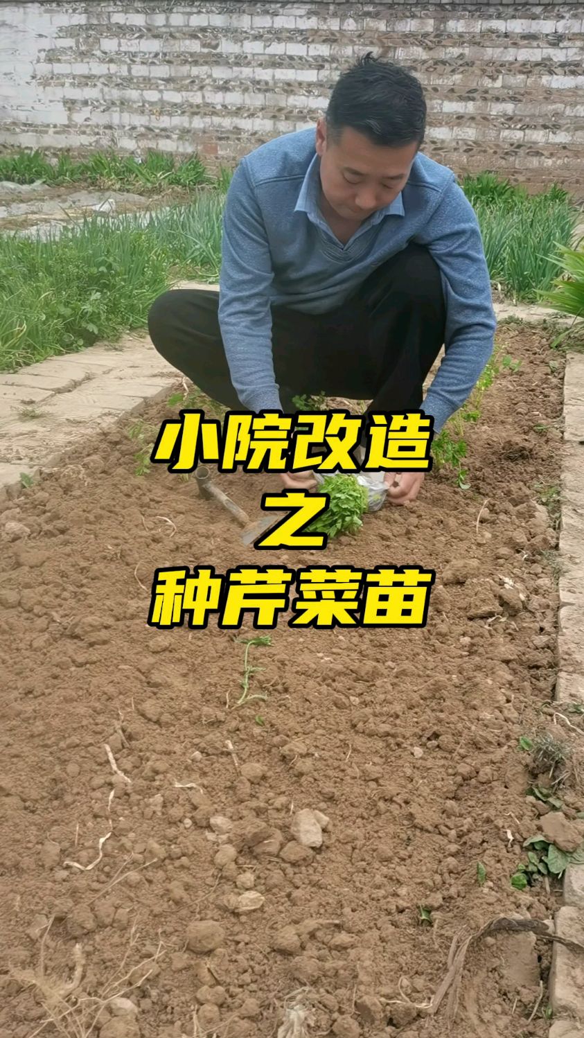 农村小院改造之小院种芹菜苗