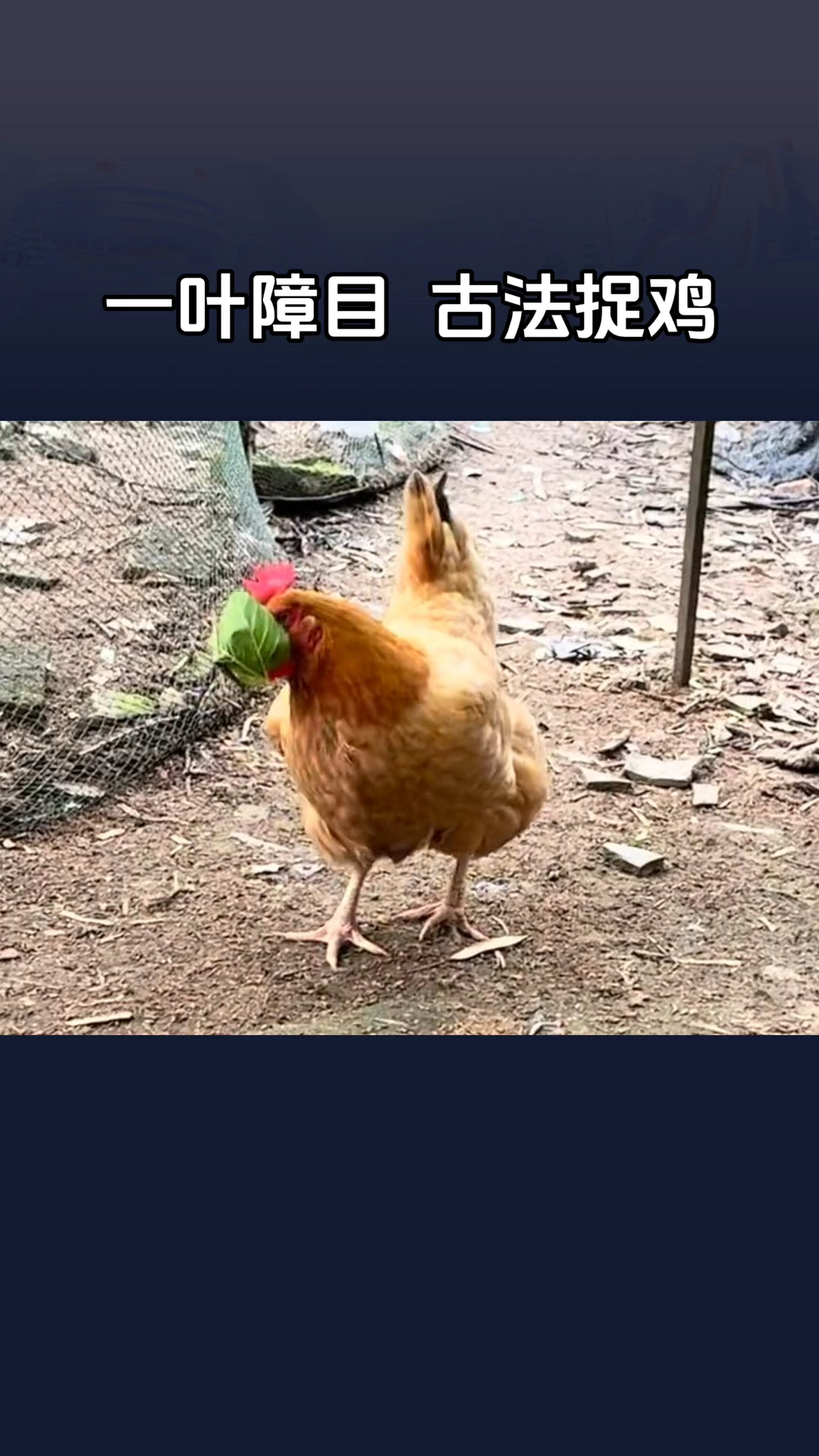 传统的一叶障目,古法捉鸡原理