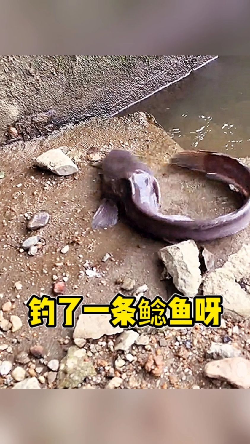 钓了一条鲶鱼了呀