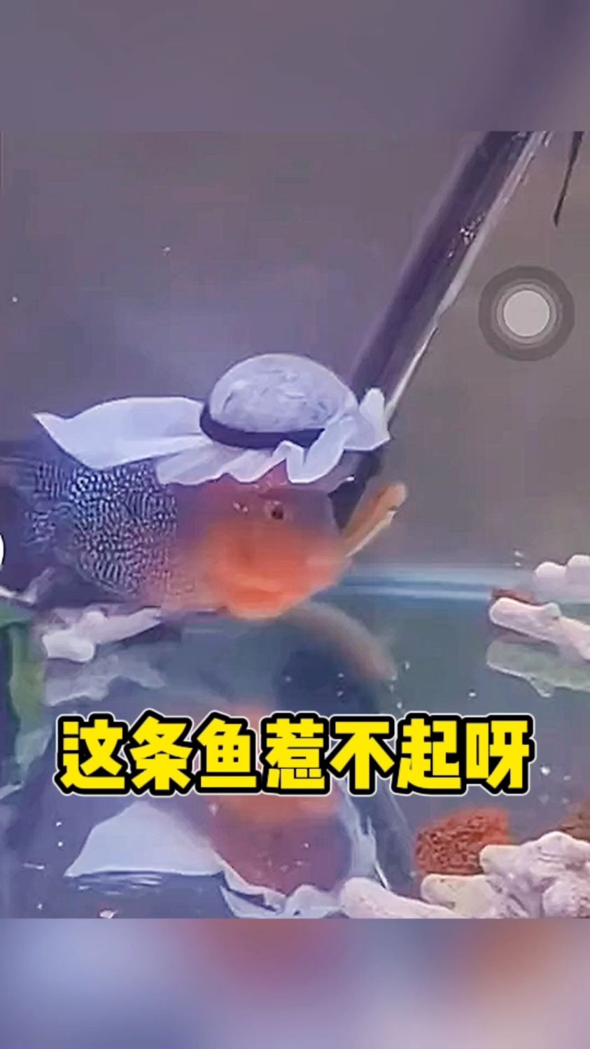 这条鱼真是惹不起