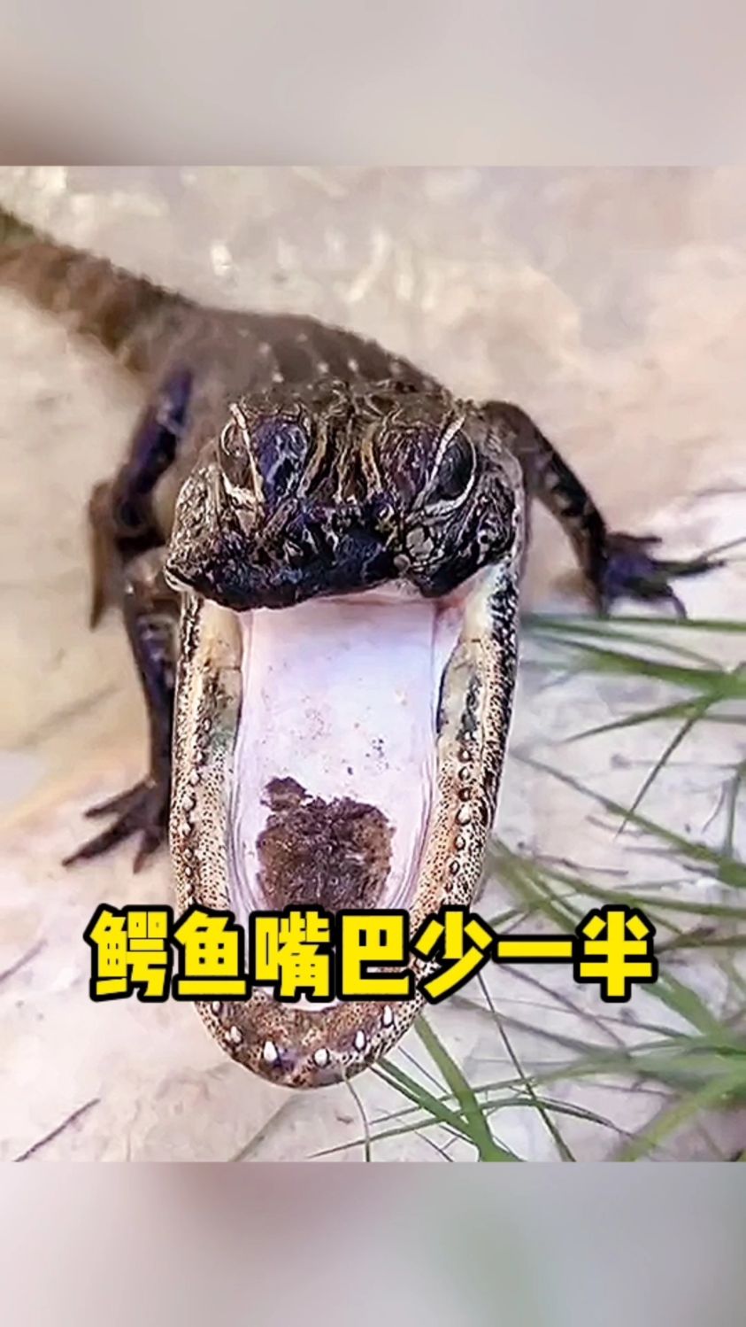 鳄鱼嘴巴少一半了