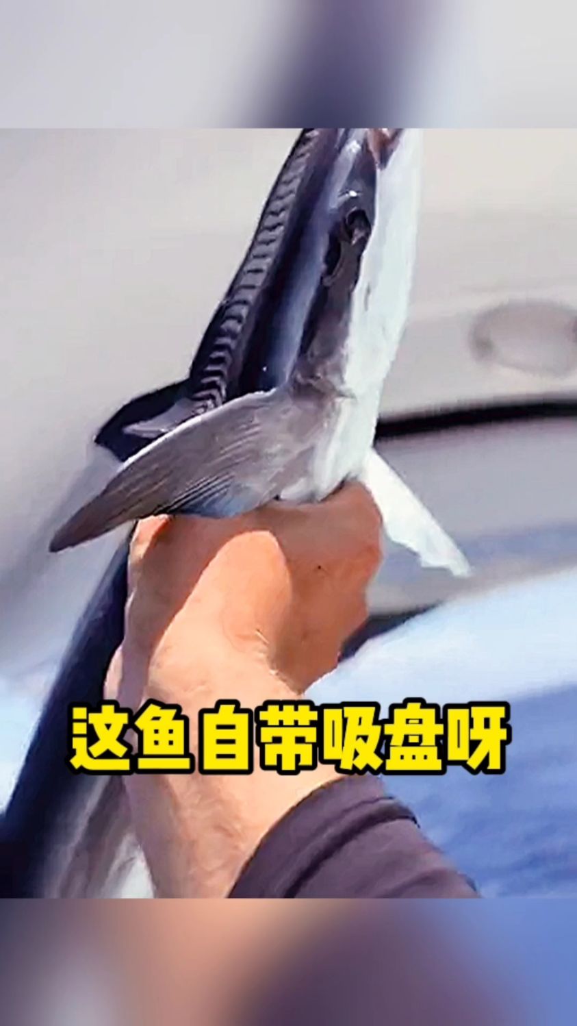 这条鱼自带吸盘了
