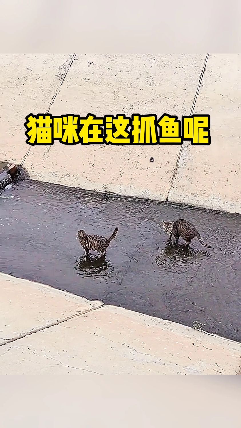 猫咪在这抓鱼来了