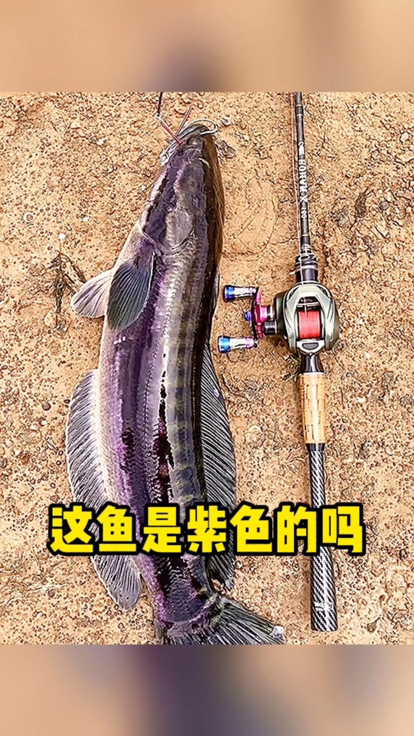 这鱼是紫色的没见过