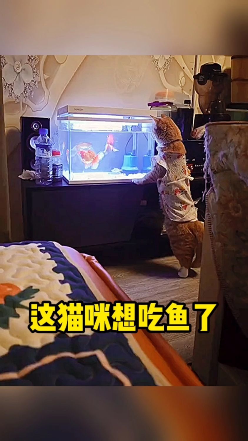 这只猫咪想吃鱼了