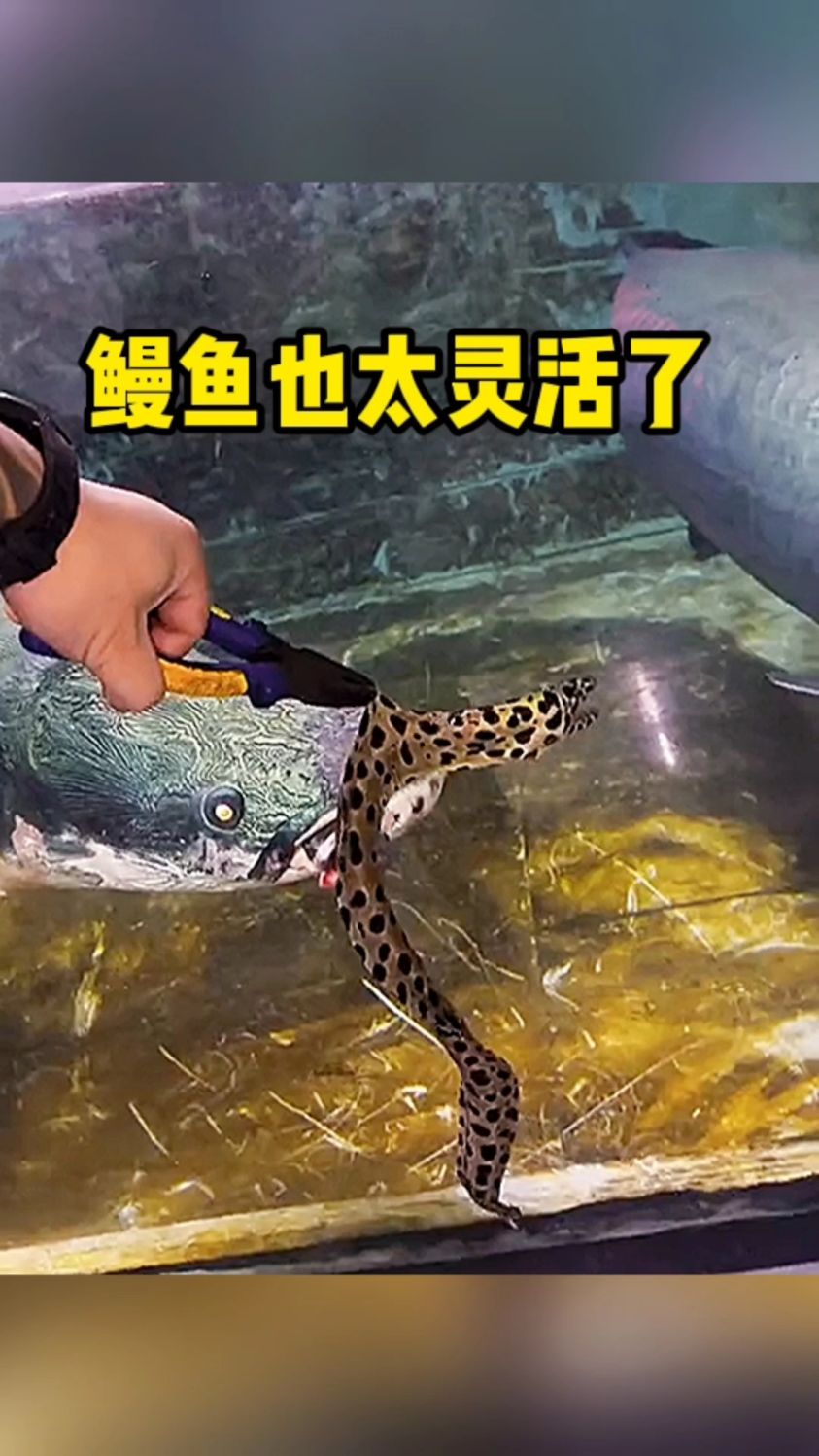 鳗鱼也太灵活了吧