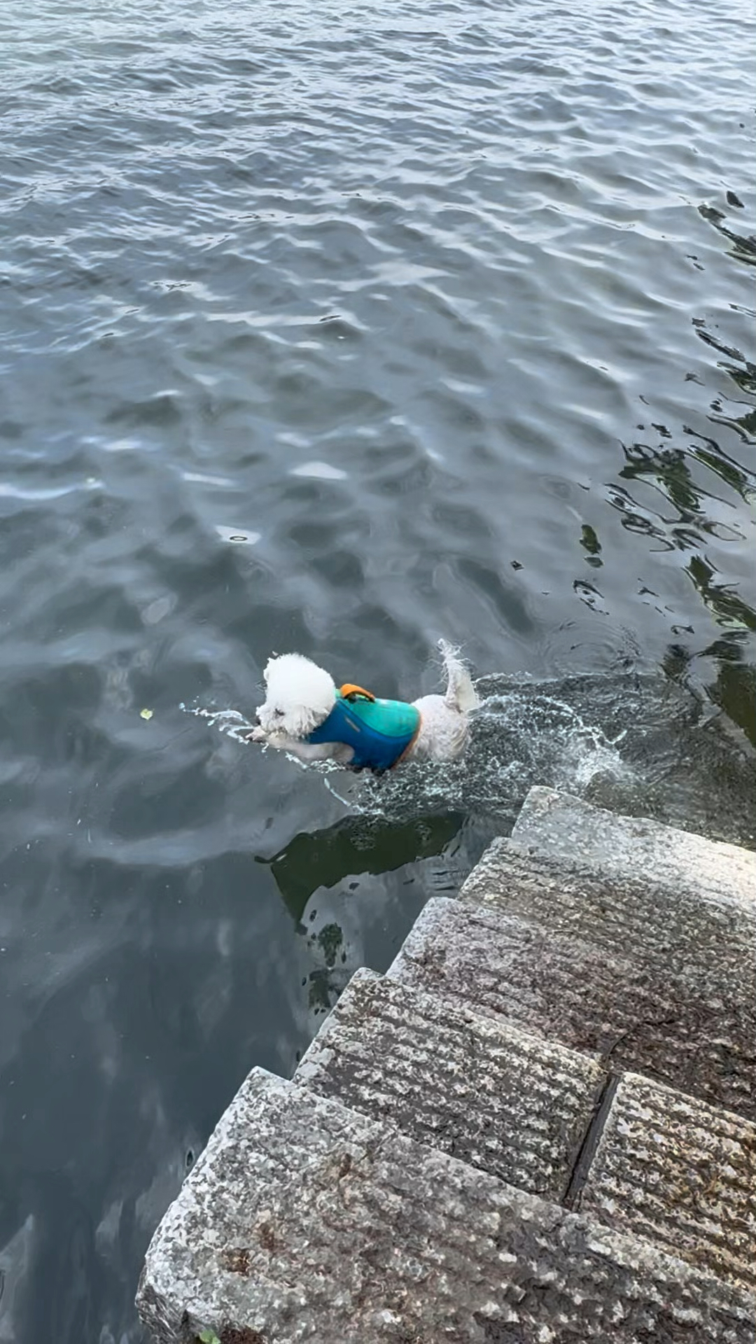 漓江潜水炸鱼的狗子