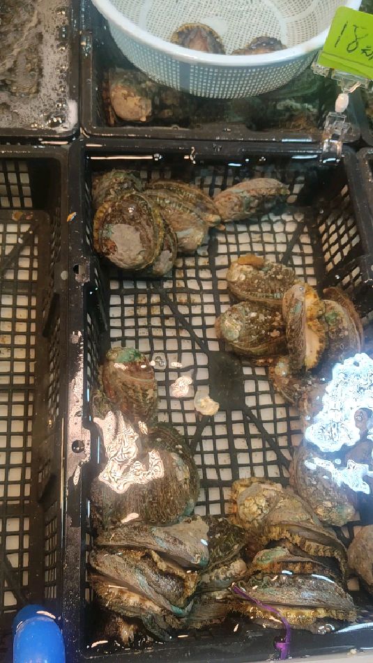 海水鲍鱼,还有淡水鲍鱼吗谁知道?养殖鲍鱼和野生鲍鱼区别在哪里