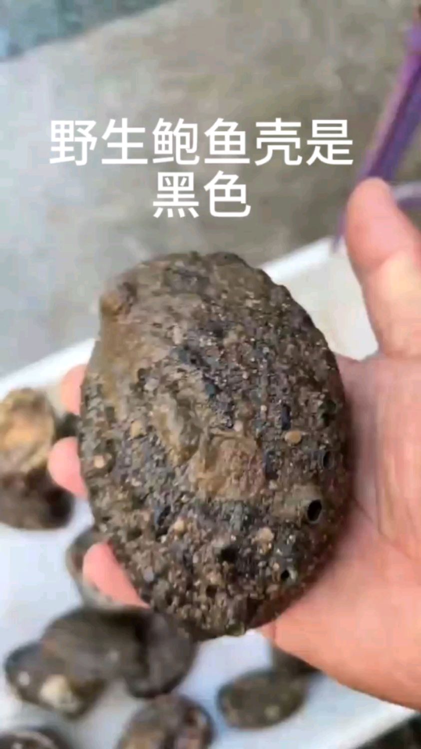 野生鲍鱼壳和养殖鲍鱼壳区别?再去海鲜市场学会选择,别被忽悠了