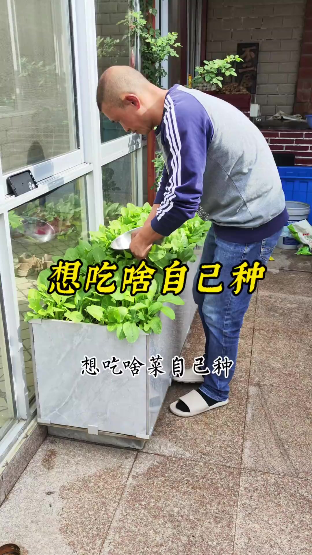 自己种的纯天然的绿色蔬菜