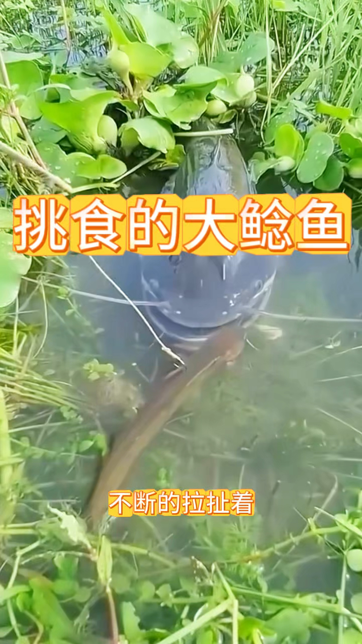 挑食的大鲶鱼,不张嘴吃