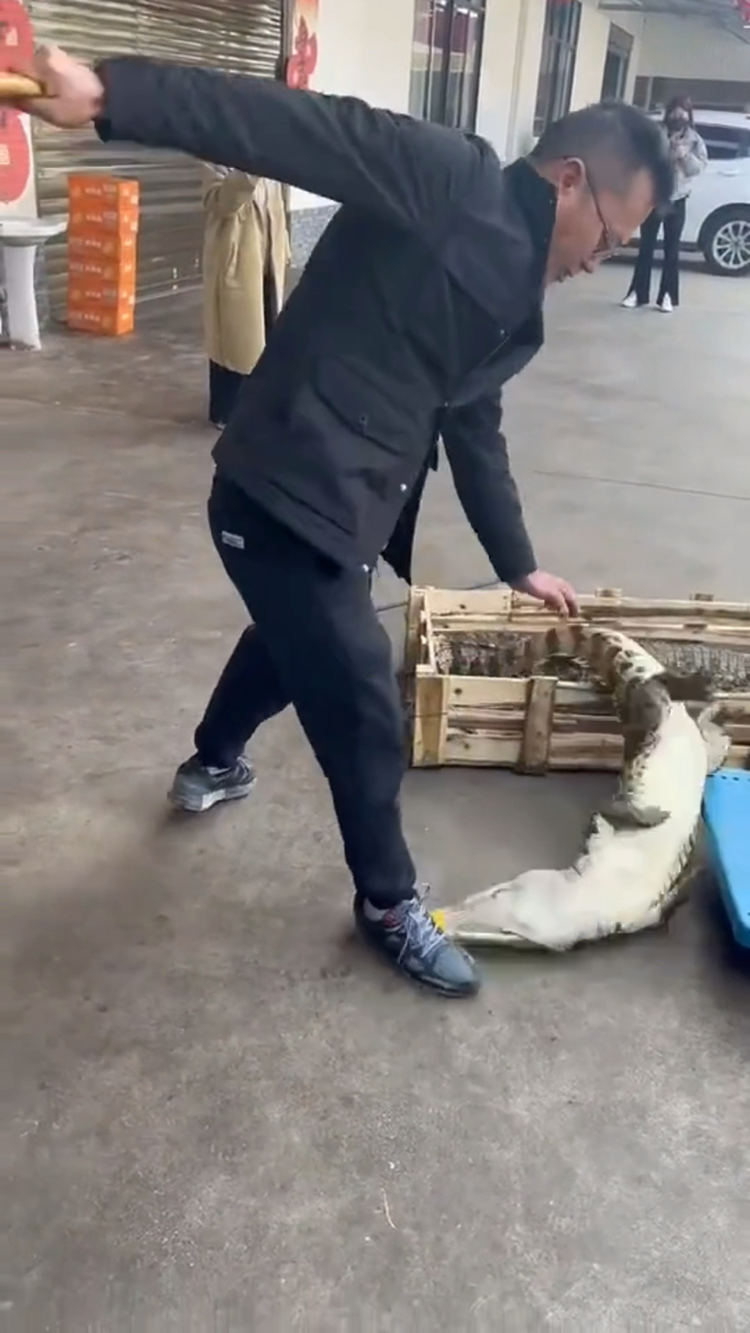 经典的鳄鱼死亡翻滚,一般人还真拿它没办法!