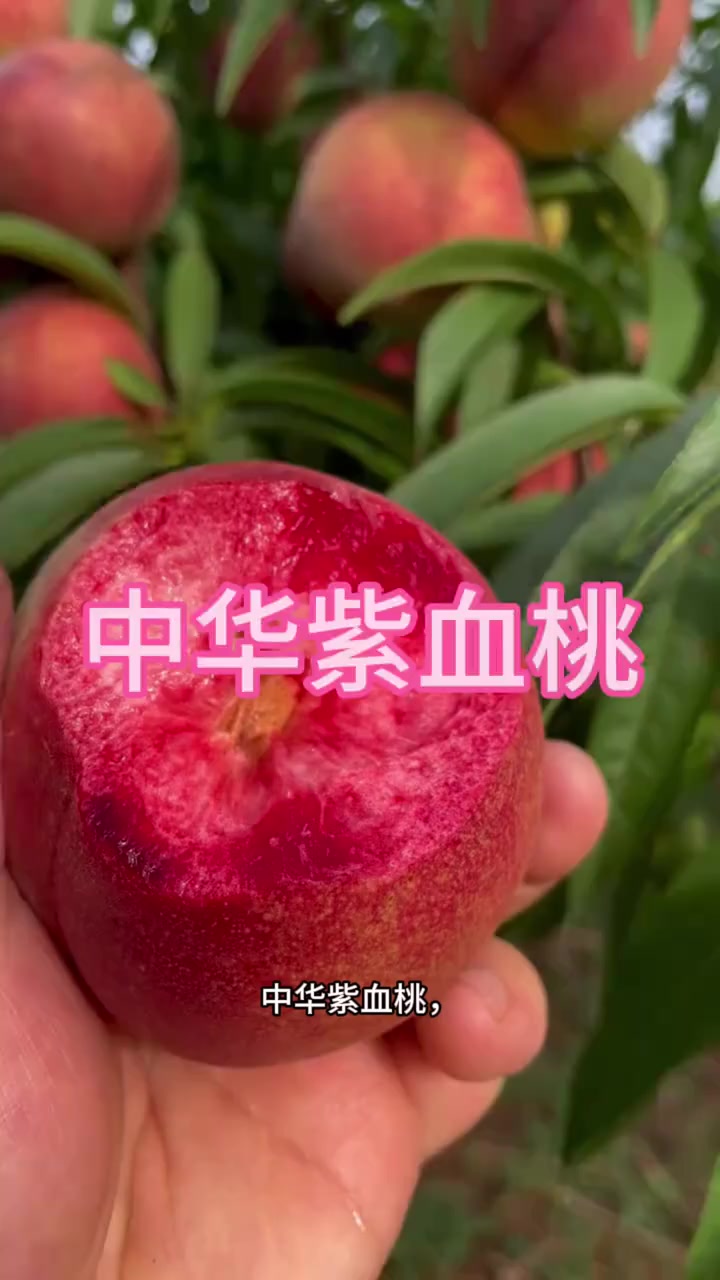 果型圆润端正无歪果，可食果肉超九成，胭脂血桃薄核大肉吃桃幸福感足