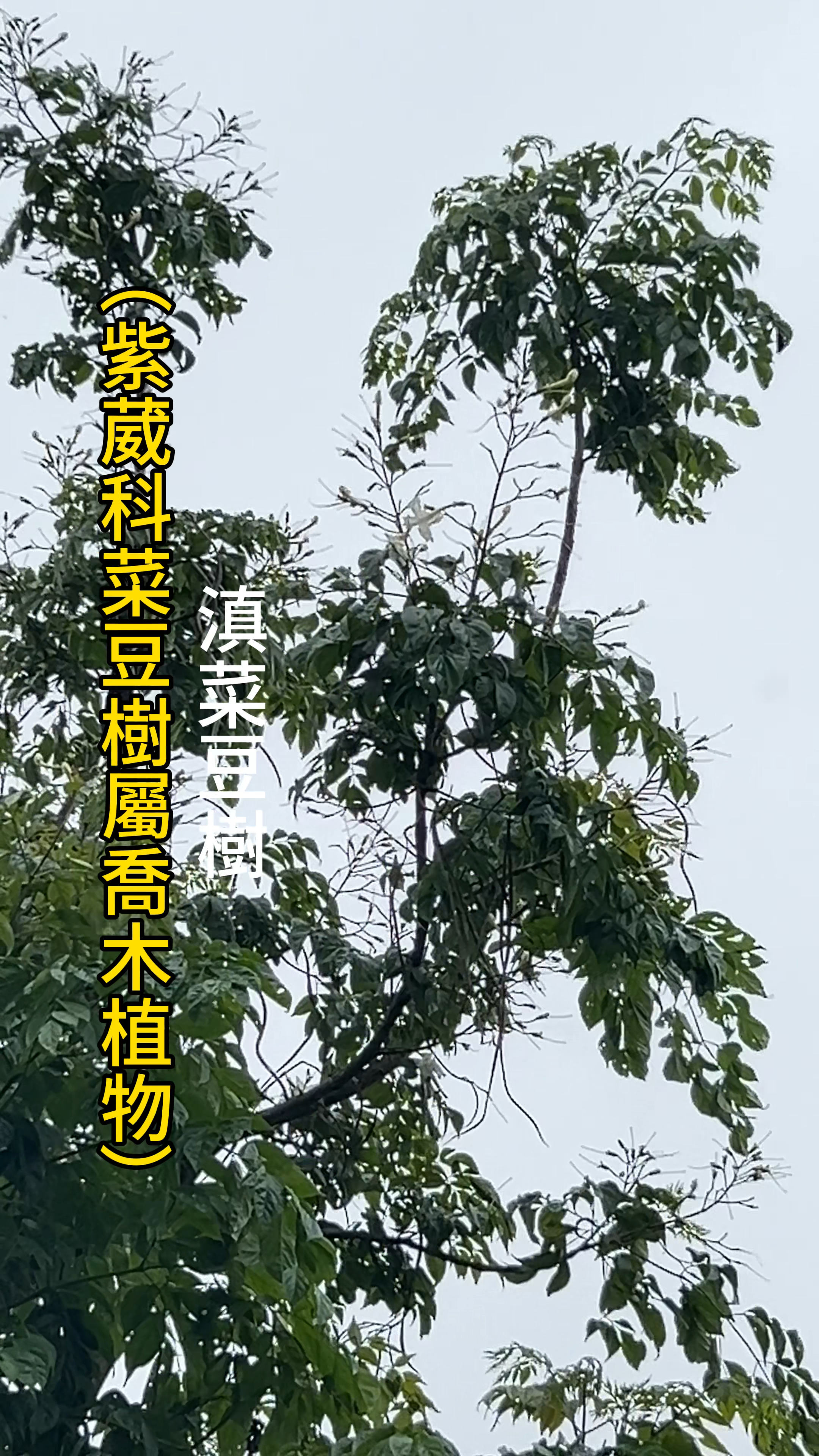 中国藏南墨脱植物菜豆树