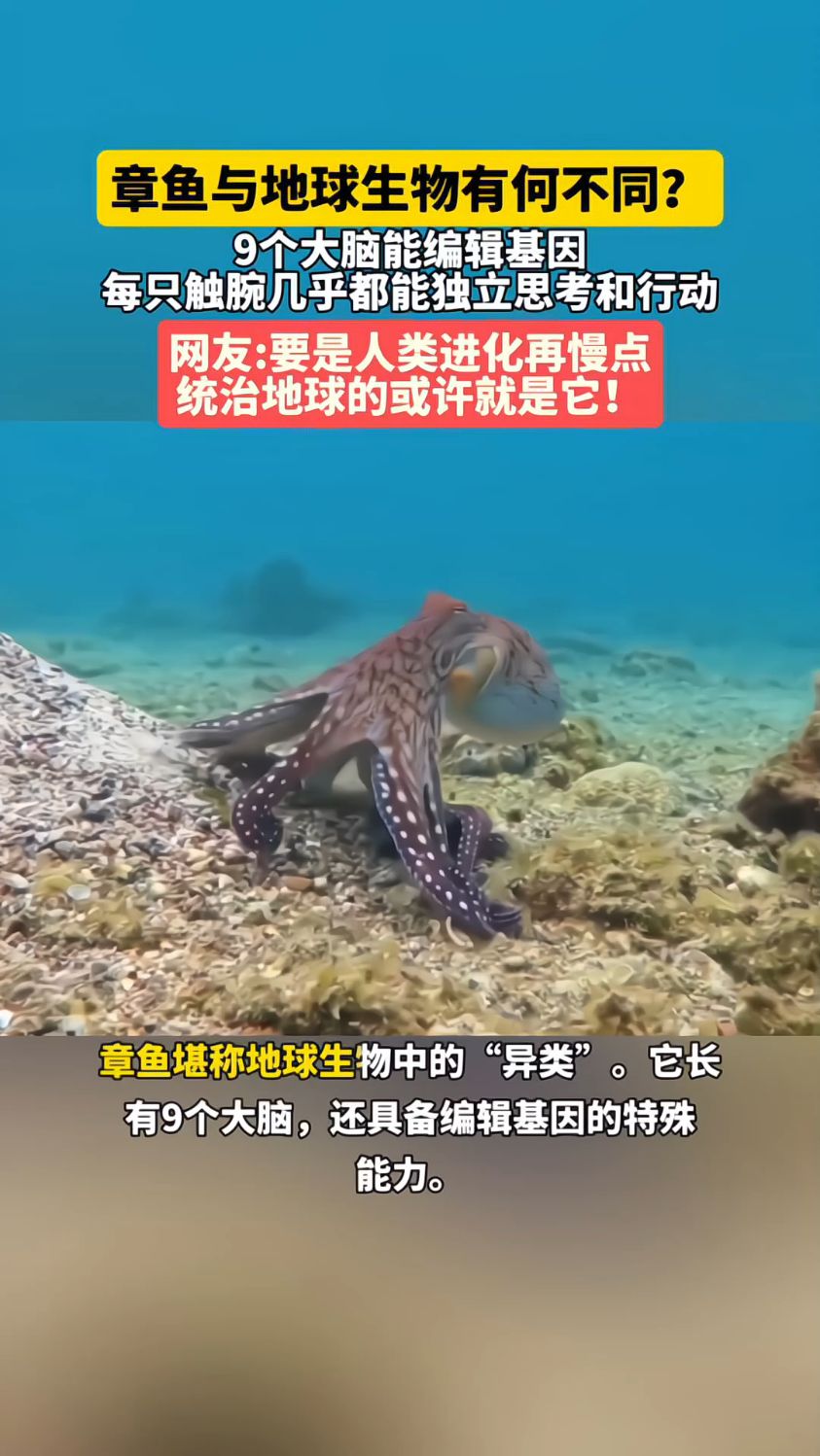 章鱼9个大脑能编辑基因,每只触腕几乎都能独立思考和行动。