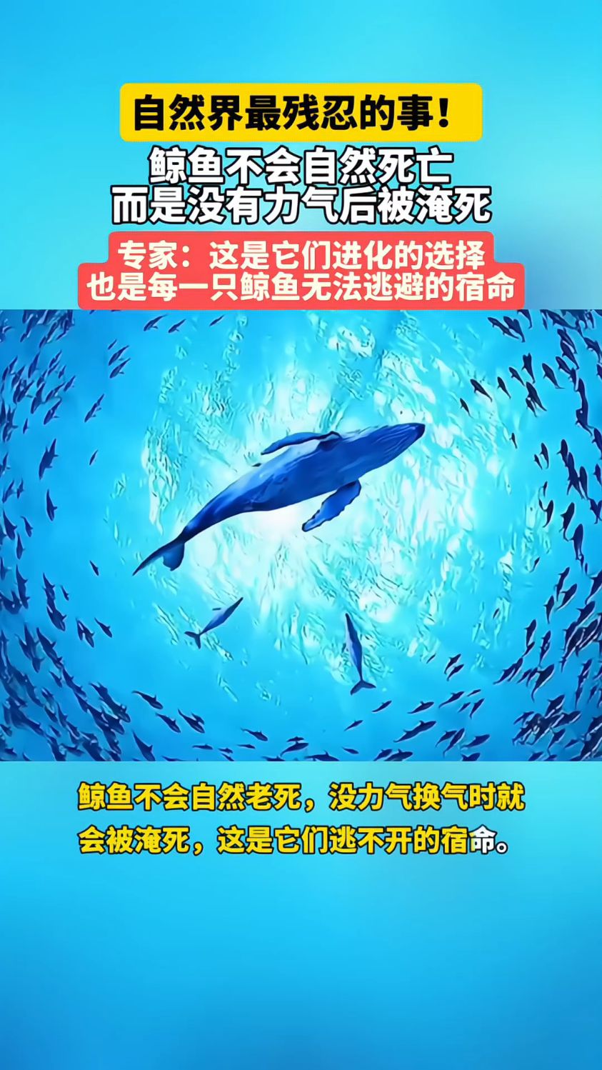 自然界最残忍的事！鲸鱼不是自然死亡，而是没有力气后被淹死！