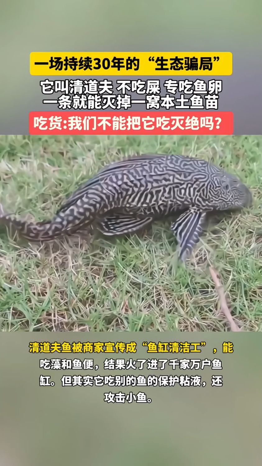 一场持续30年的“生态骗局” ！它叫清道夫不吃屎，专吃鱼卵。