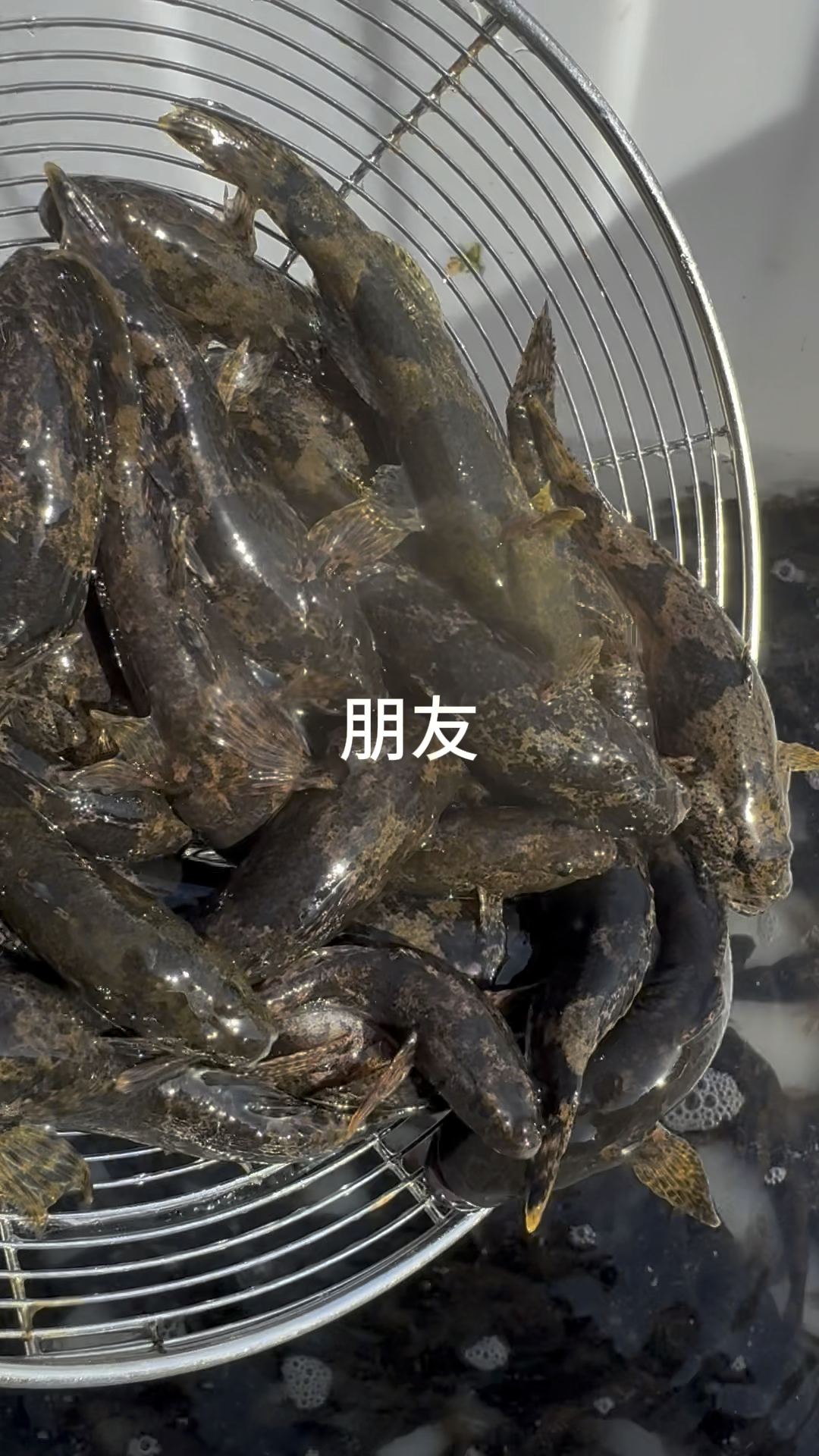 沙塘鳢虎头鲨鱼苗土布鱼 呆子鱼 土憨吧