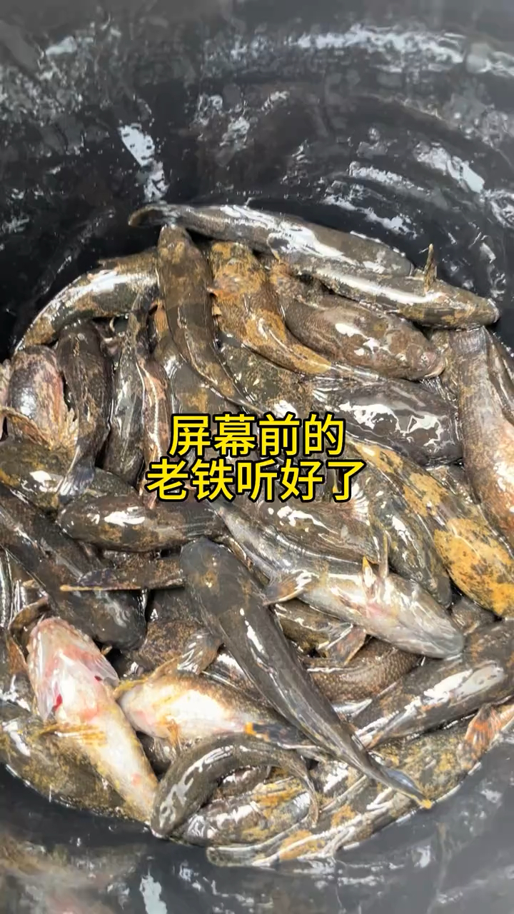 沙塘鳢虎头鲨土布鱼