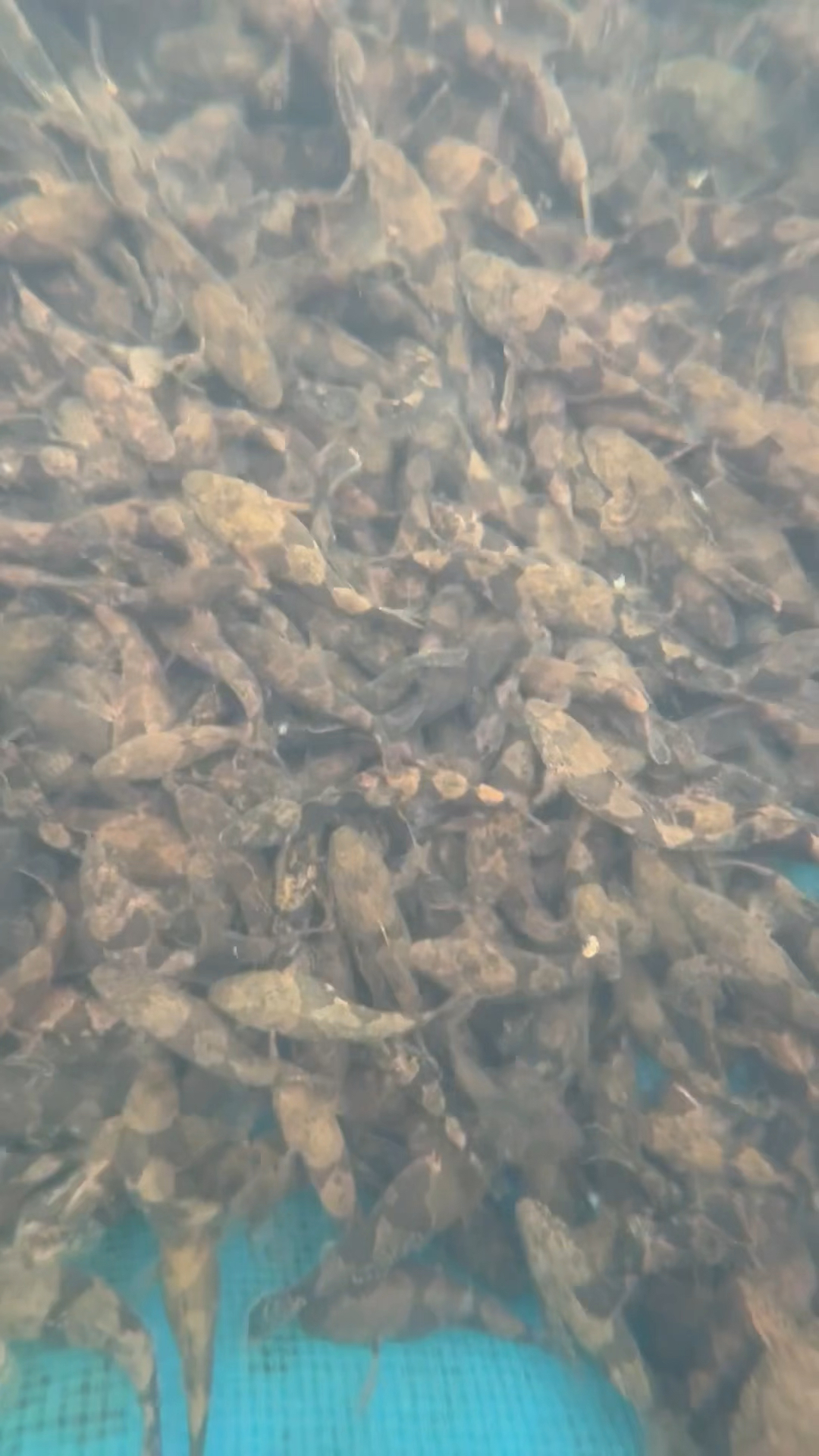 沙塘鳢虎头鲨土布鱼