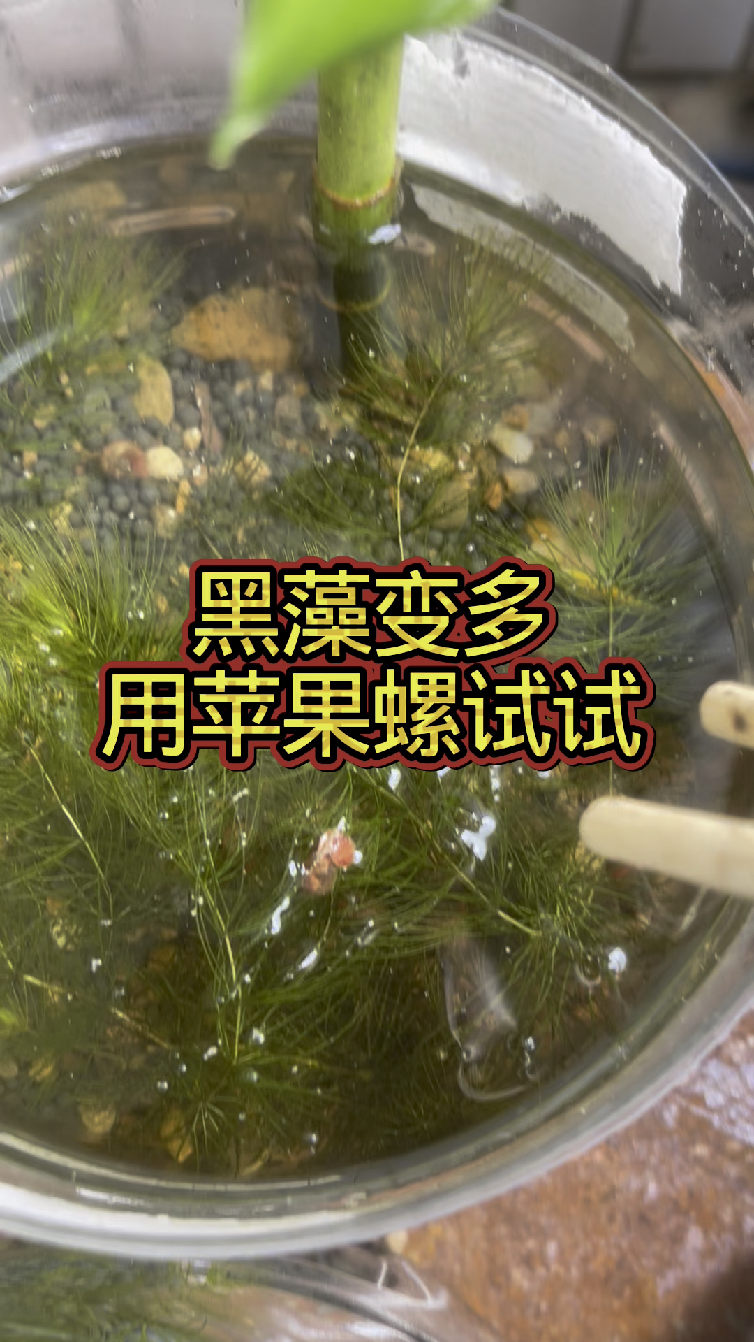 鱼缸黑藻变多，用苹果螺试试能不能清理干净