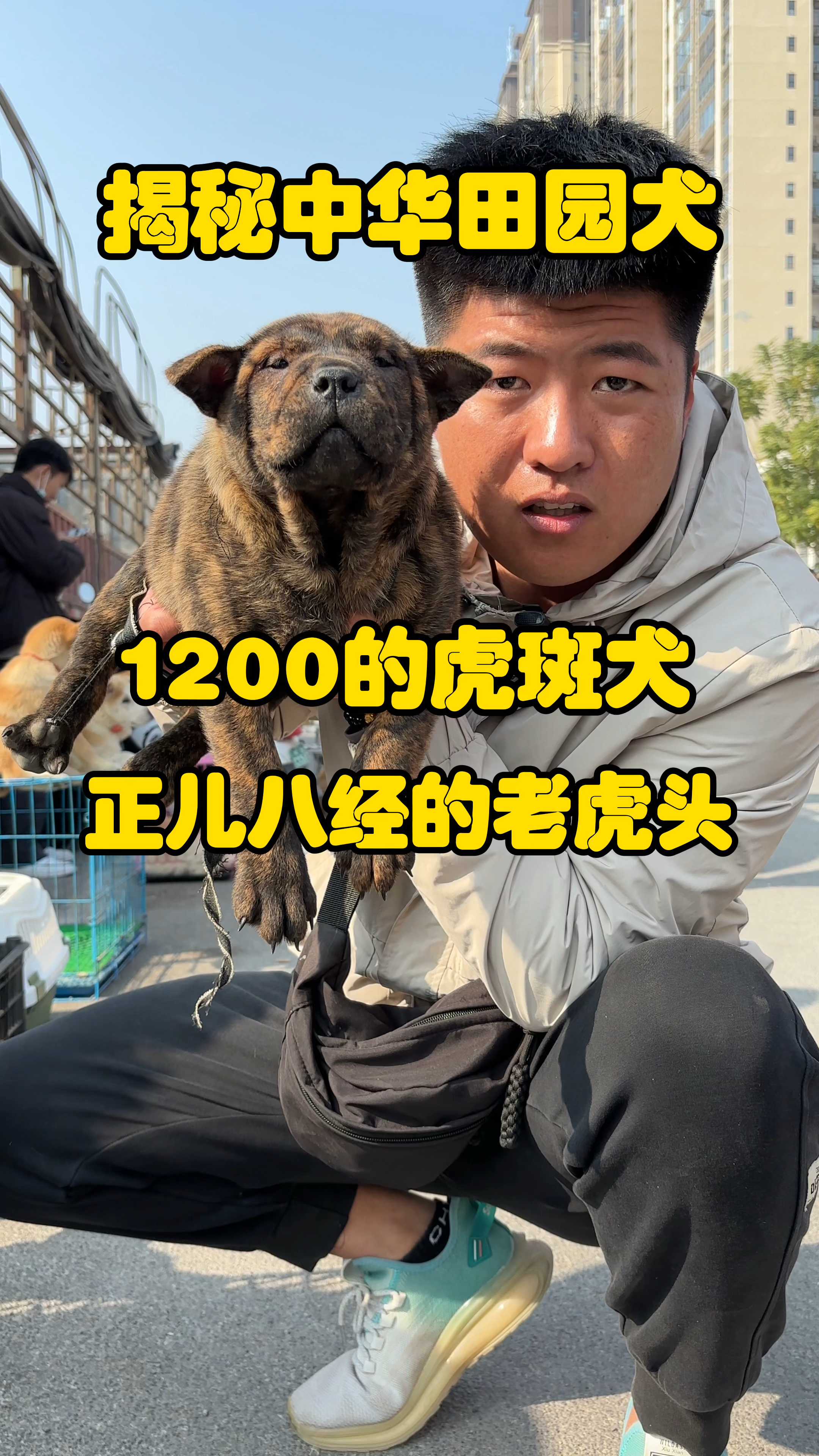 揭秘田园犬,小狗狗就像一只小老虎,长大之后,头版就是个老虎头