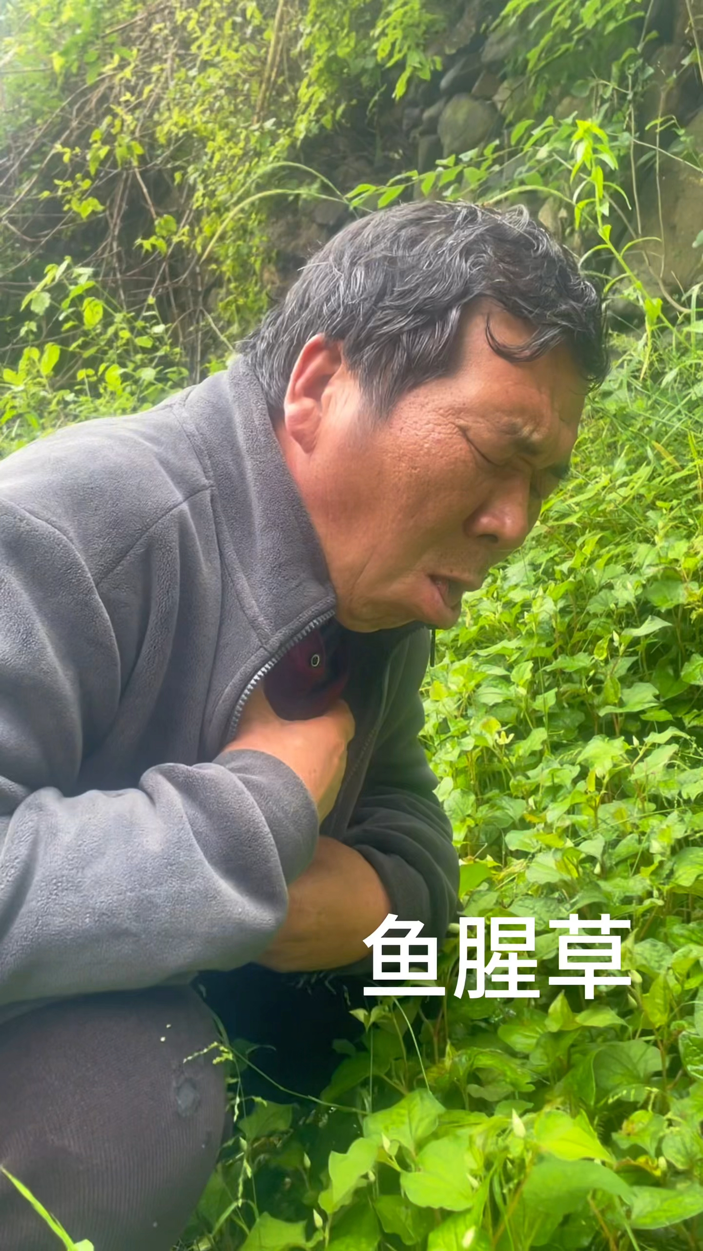 野生的鱼腥草你们知道它是干什么的