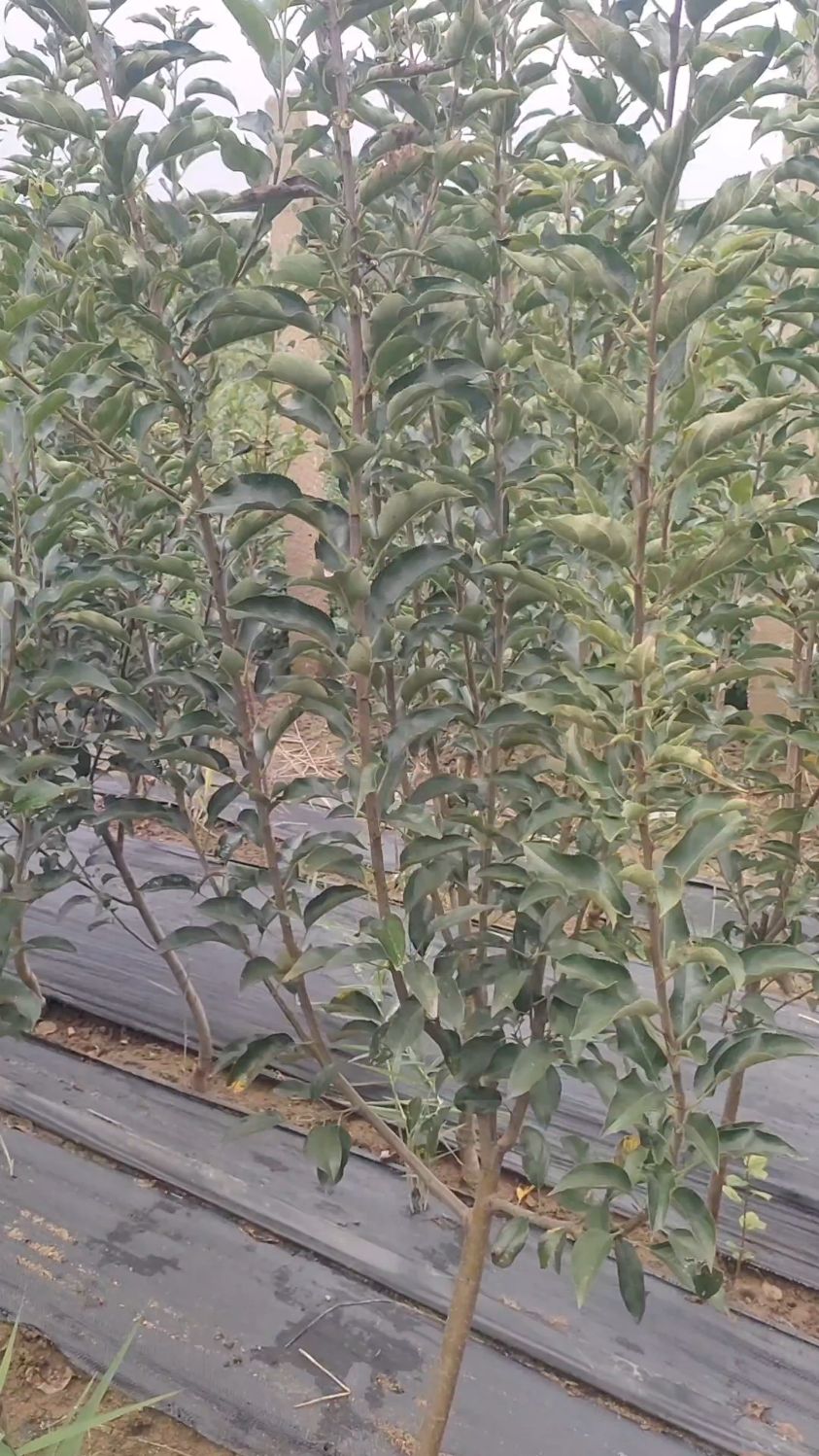 非常抗寒的鸡心果树,落叶以后可以种植