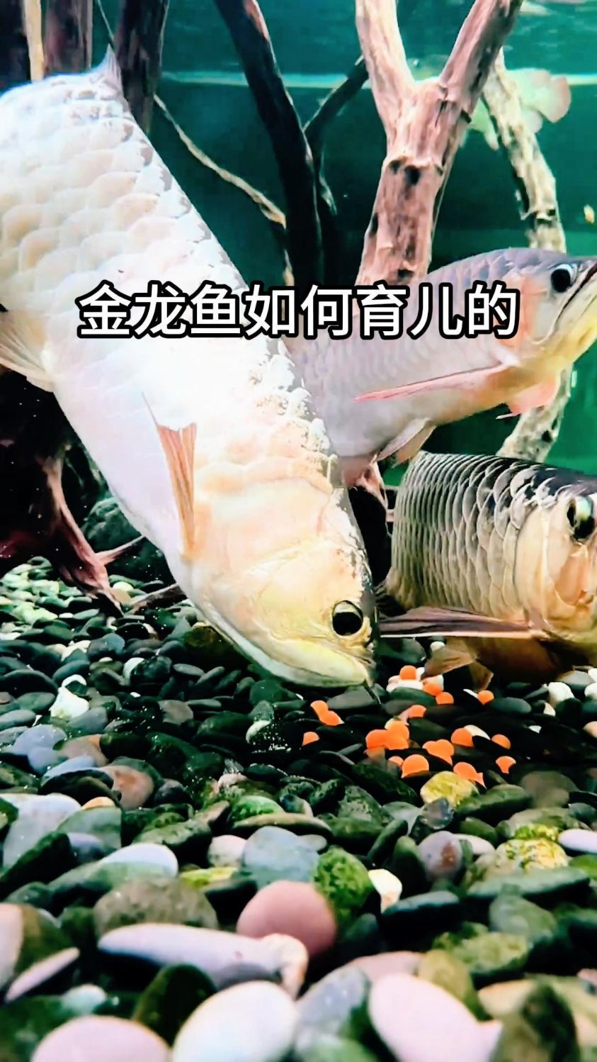 金龙鱼如何育儿的