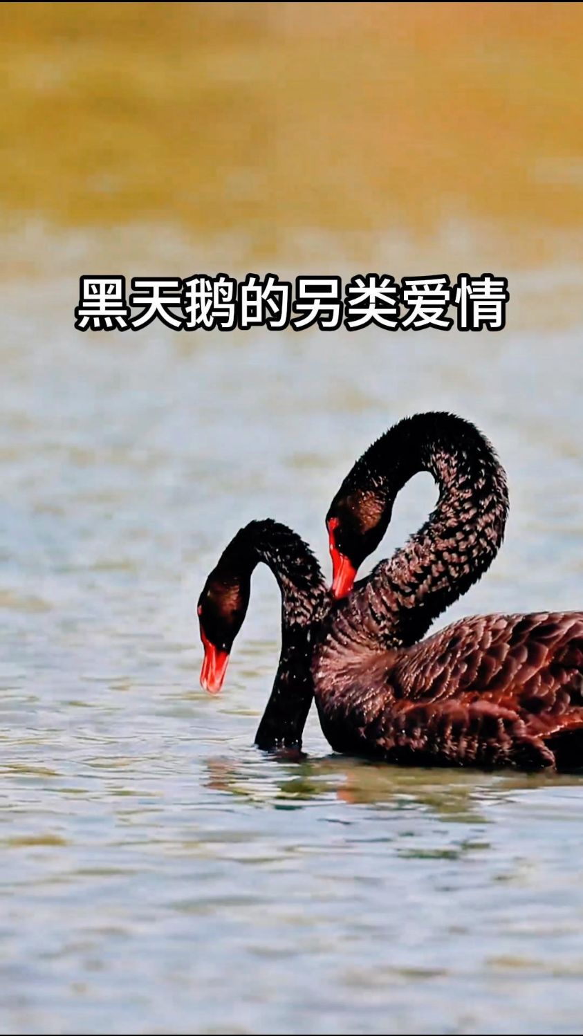 黑天鹅的另类爱情