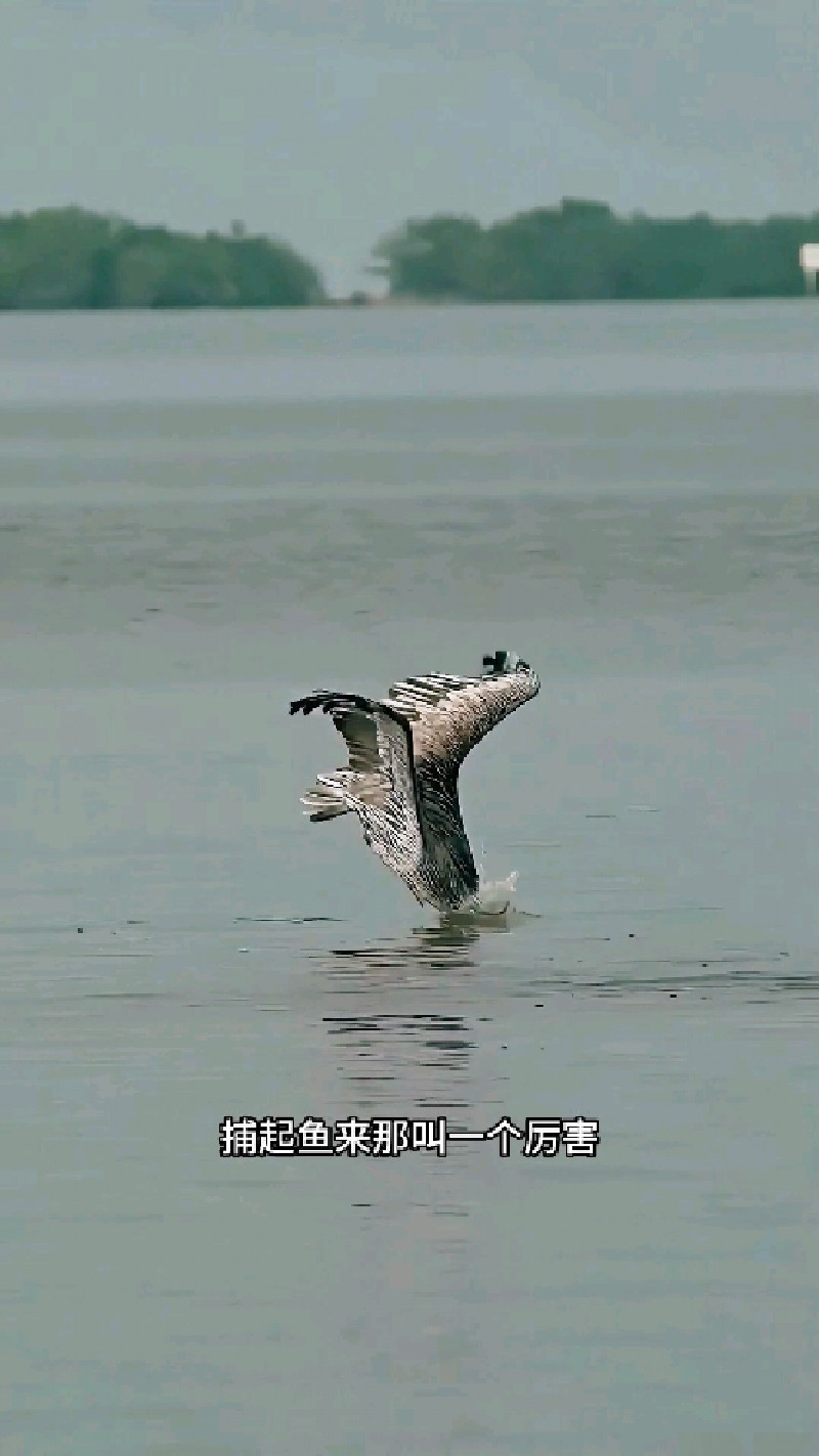 鸟界捕鱼特种兵鹈鹕