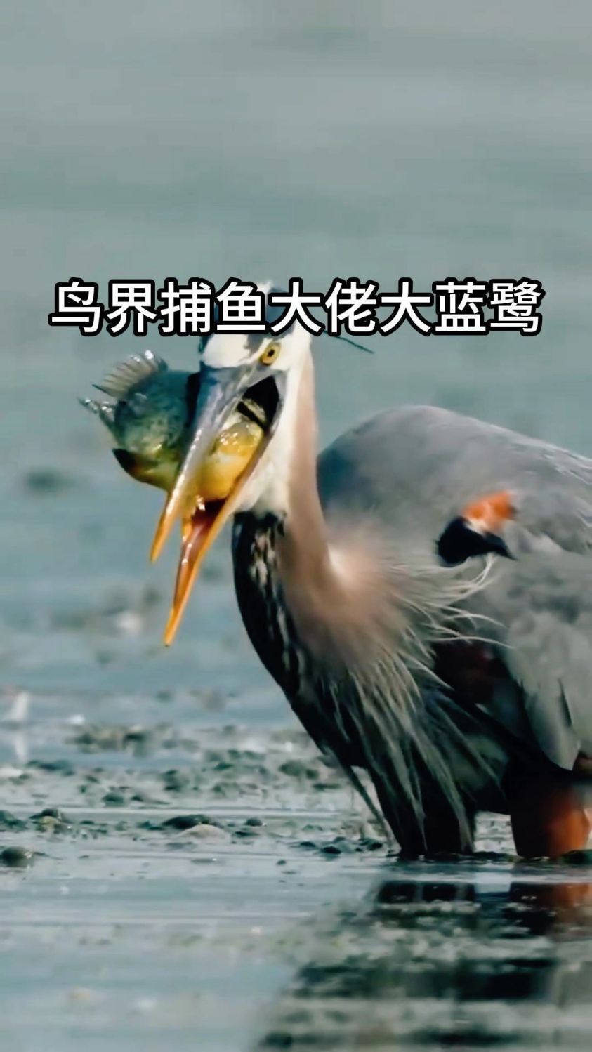 鸟界捕鱼大佬大蓝鹭
