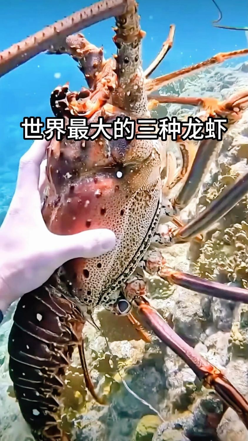 世界上最大的三种龙虾