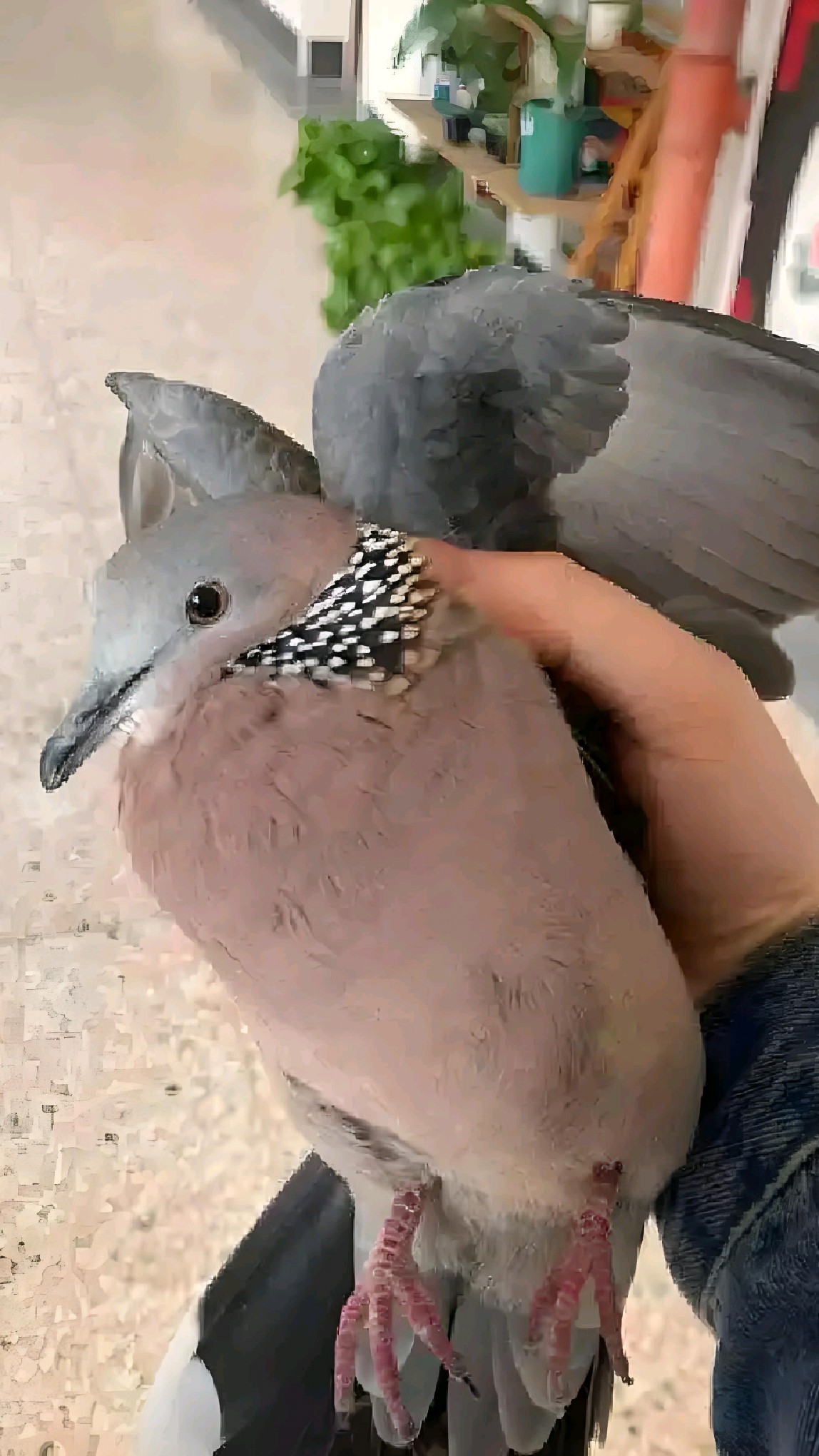 大爷发明抓野鸽子拍网神器,自动抓捕太厉害了