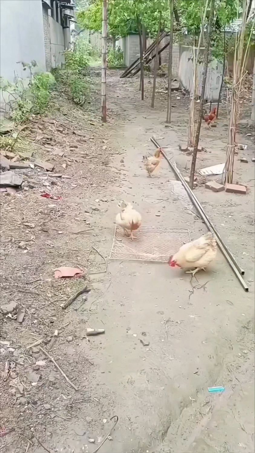 自动抓鸽子网兜,抓鸽子抓野鸡,效果嘎嘎好