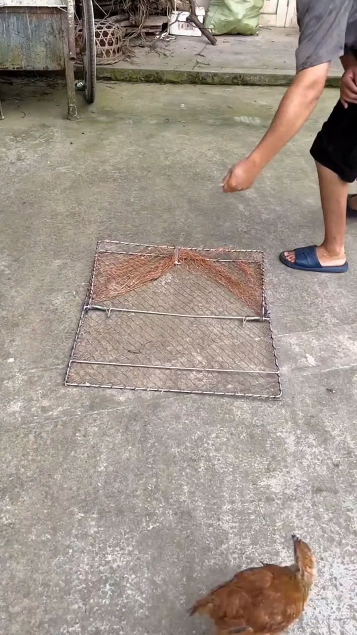 自动抓鸽子网兜,抓鸽子抓野鸡,效果嘎嘎好