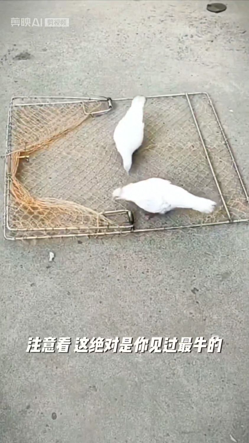 全网卖爆了,户外自动抓鸽子网兜,抓鸽子抓野鸡,效果嘎嘎好