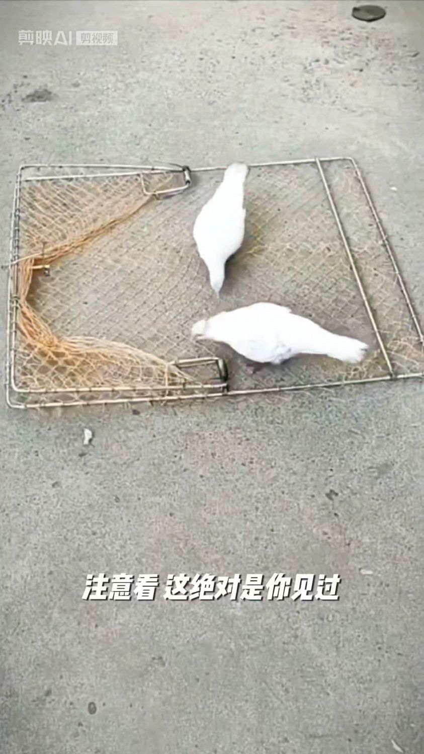 全网卖爆了,户外自动抓鸽子网兜,抓鸽子抓野鸡,效果嘎嘎好