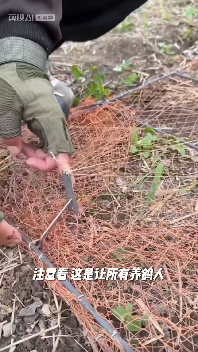 全网卖爆了,户外自动抓鸽子网兜,抓鸽子抓野鸡,效果嘎嘎好
