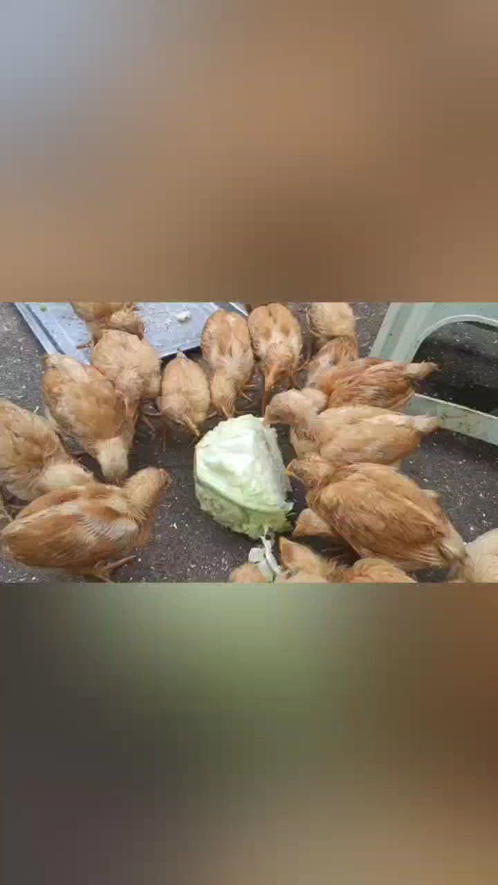 农村小院的治愈时刻：小鸡啄菜叶慢生活太美好