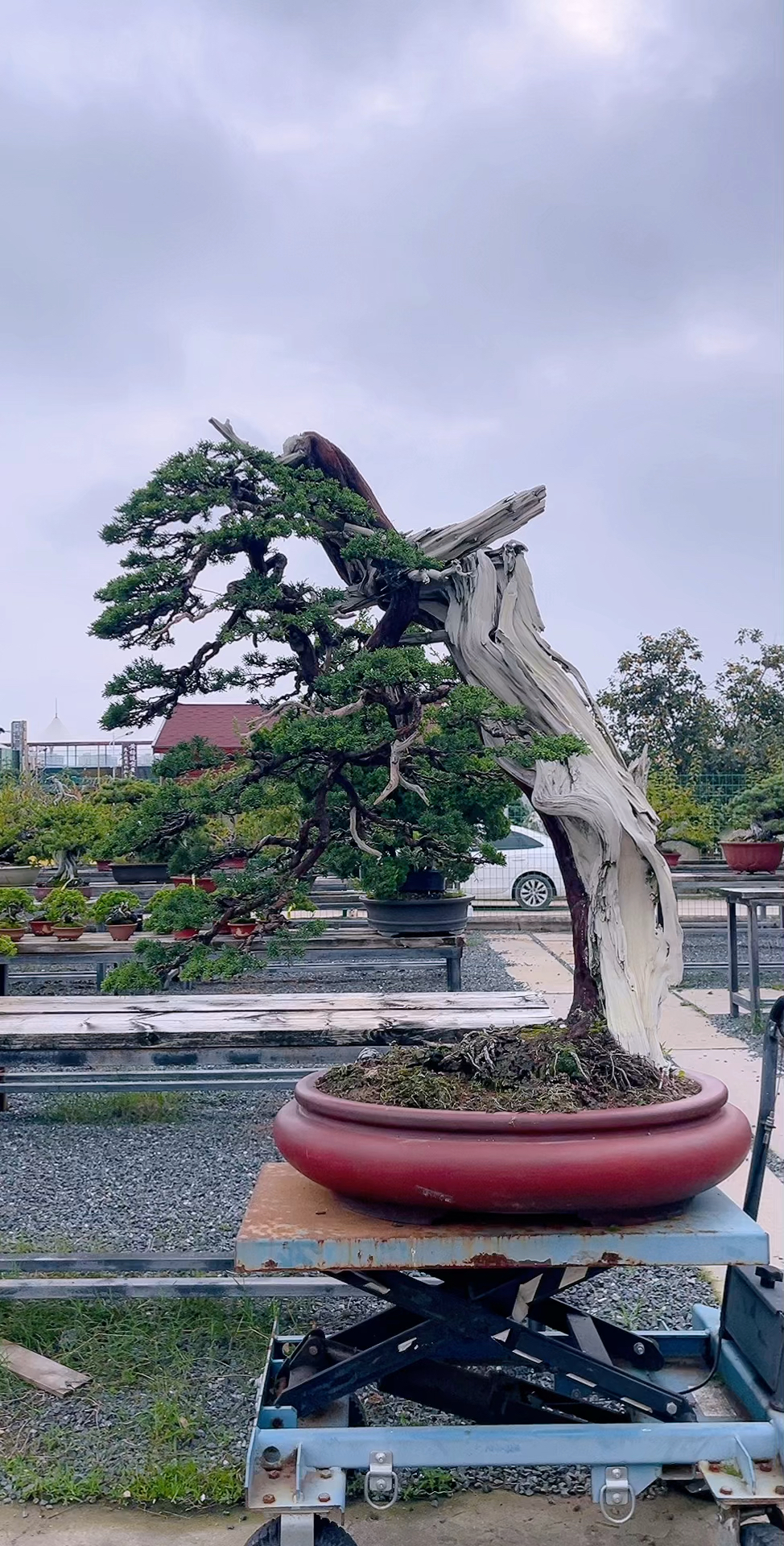 系鱼川真柏盆景你喜欢吗