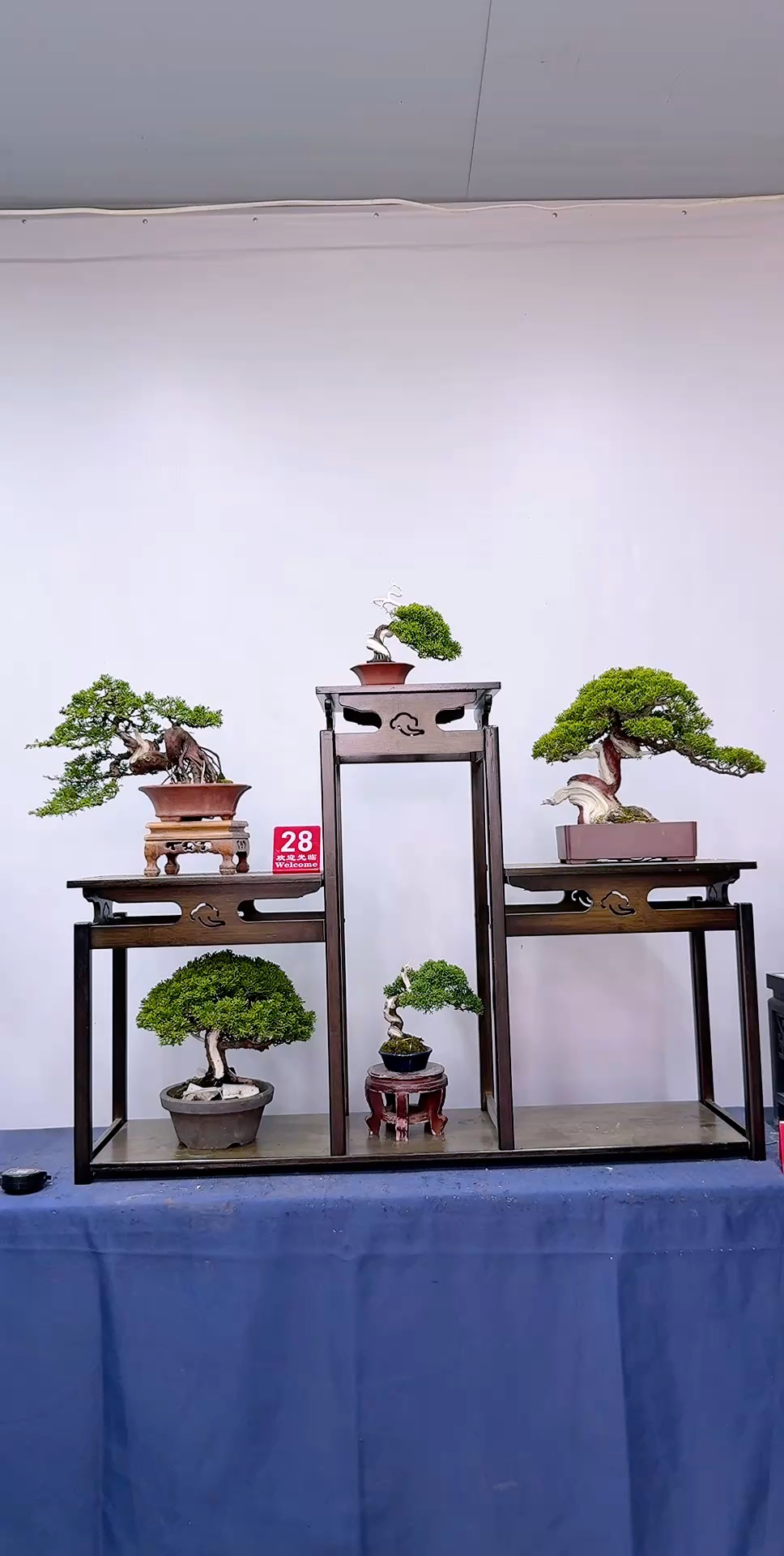 桌面小精品系鱼川真柏