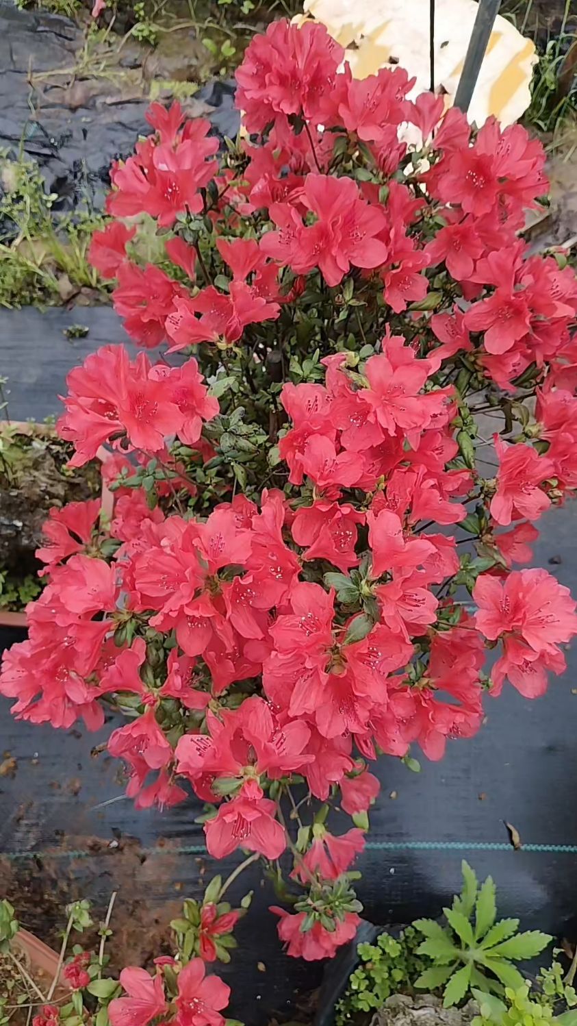 鸡血红杜鹃花,最红最红的映山红原生庄。