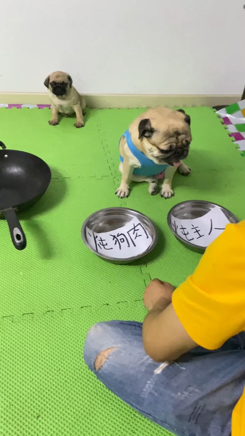 这回能不能吃上狗肉