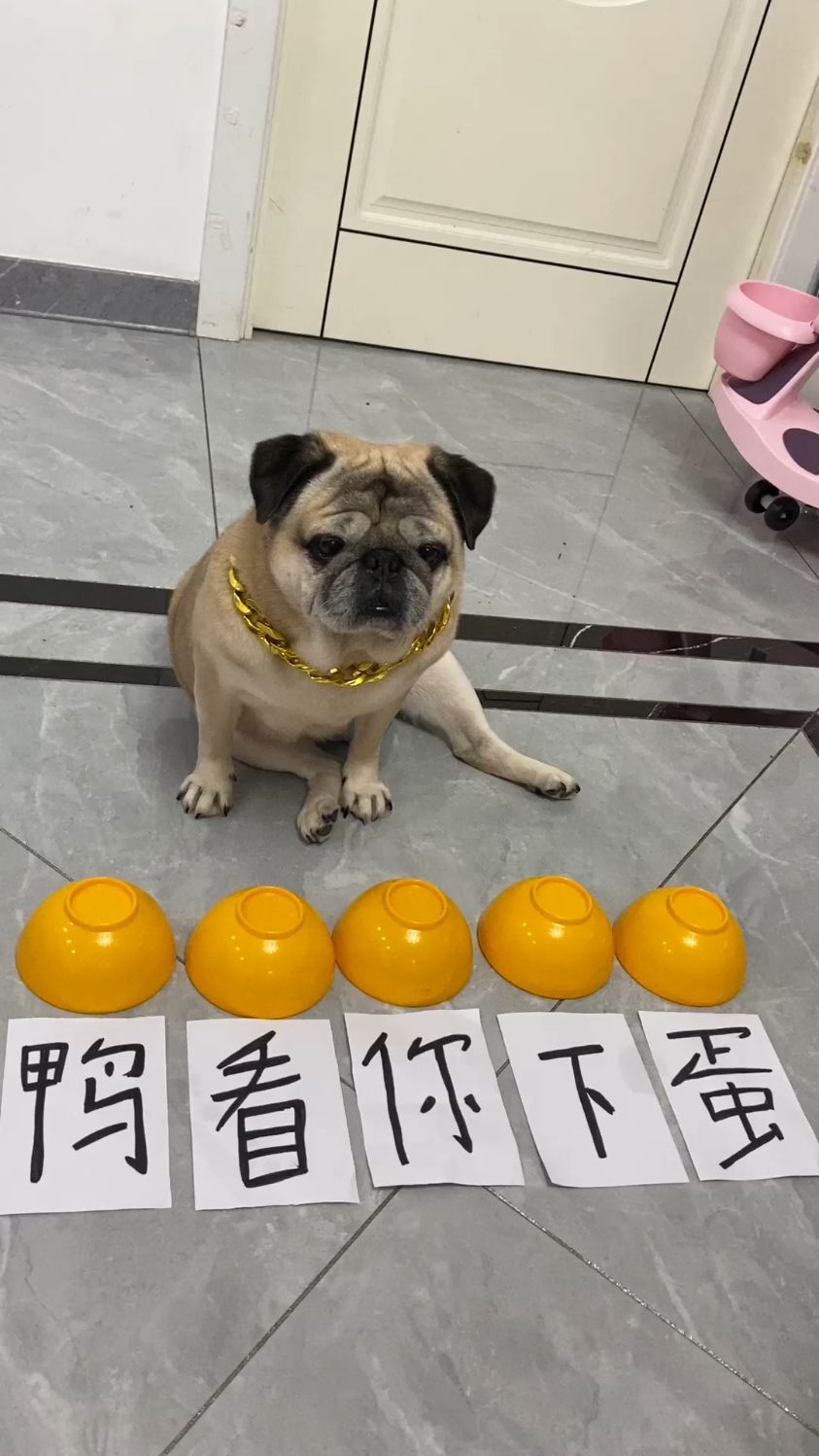 鸭子看你下蛋行不行