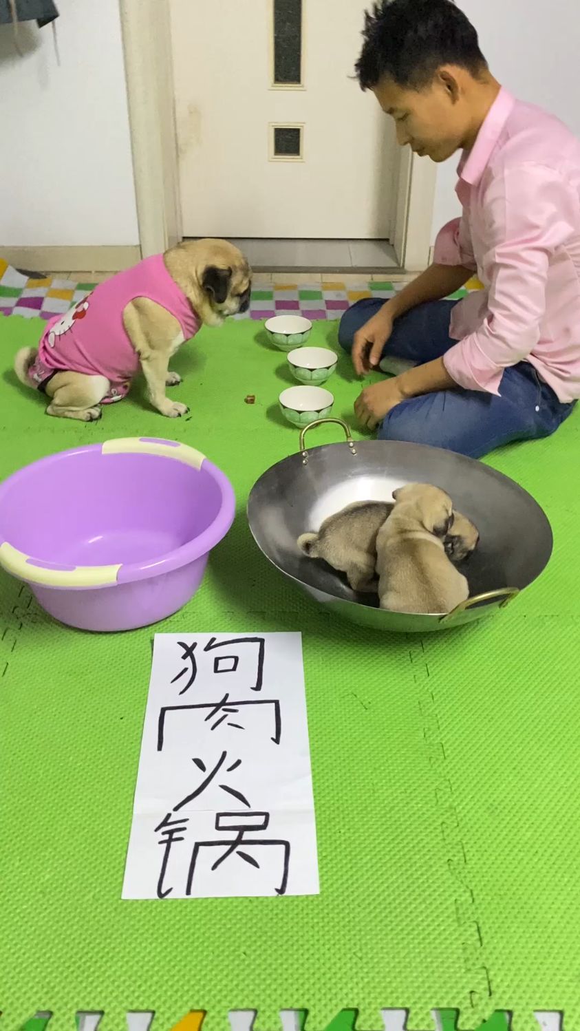 今天就炖狗肉火锅