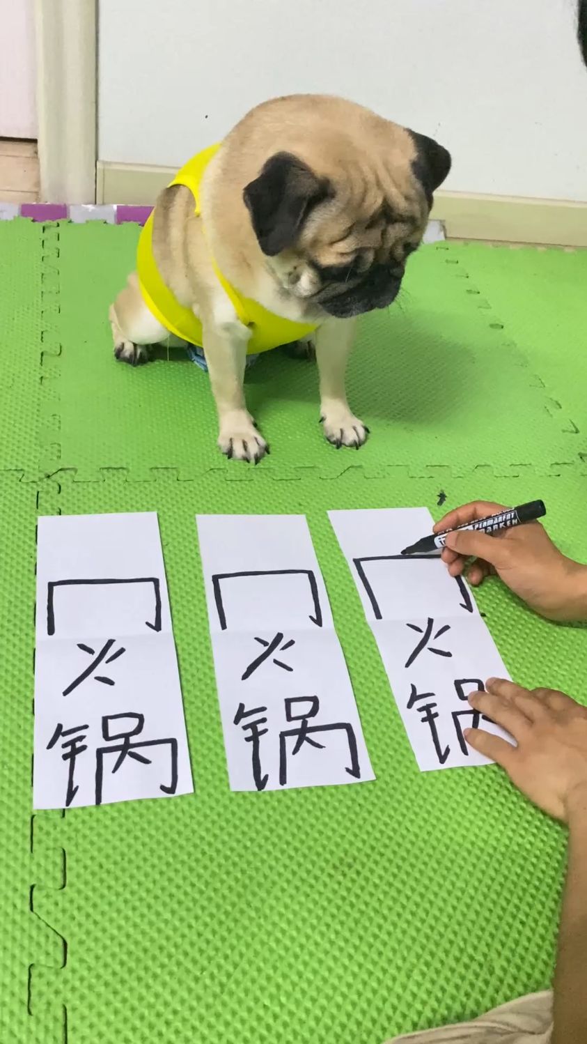 今天会不会炖狗肉火锅