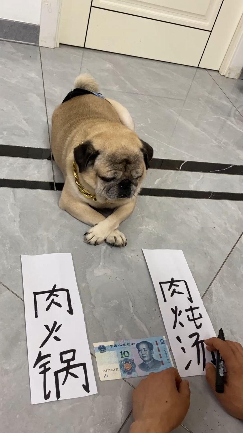 今天会不会炖狗肉汤啊